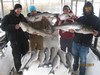 (12/02/2016) - Nice Striped Bass